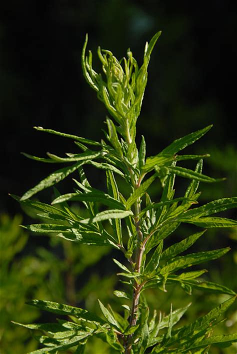 Florealpes Artemisia Verlotiorum Armoise Des Frères Verlot