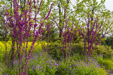 Arbustes Pour Une Haie Persistante D Tente Jardin