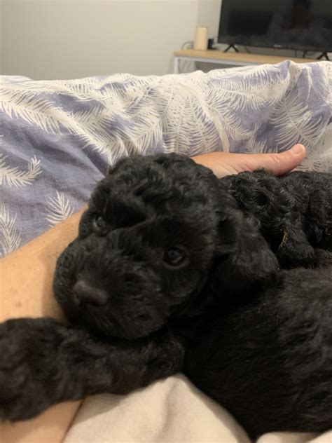 Male Toy Poodle Puppy