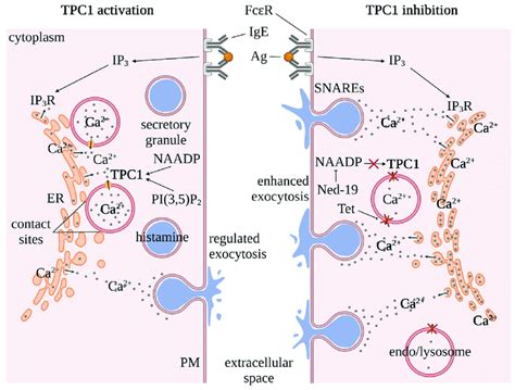 Illustration Of The Regulation Of Ca Homeostasis Via Tpc In Mast