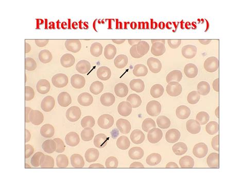 PPT - Peripheral Blood PowerPoint Presentation, free download - ID:1699779 