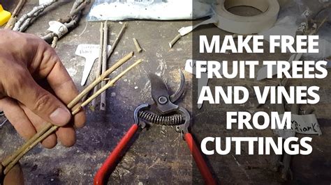 Free Trees Propagate Fruit Trees And Vines From Cuttings Youtube