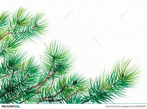 Pine Tree Branch Drawing