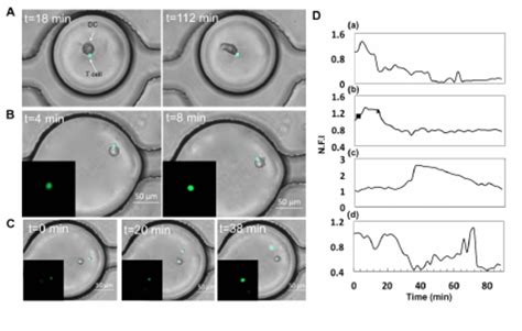 Dc T Interaction And Dynamic Calcium Signaling In Droplets A