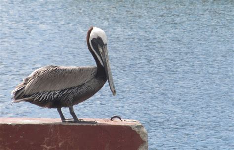 Pelican Close Up Free Stock Photo Public Domain Pictures