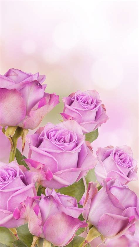 Purple Rose Bouquet on Pink and White Background