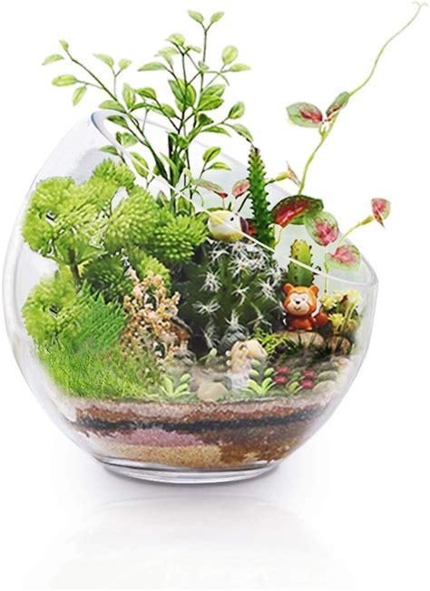 Large Glass Terrarium Air Plant Glass Holders X Large Opening