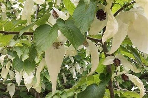 How To Grow And Care For A Handkerchief Tree Bbc Gardeners 53 Off