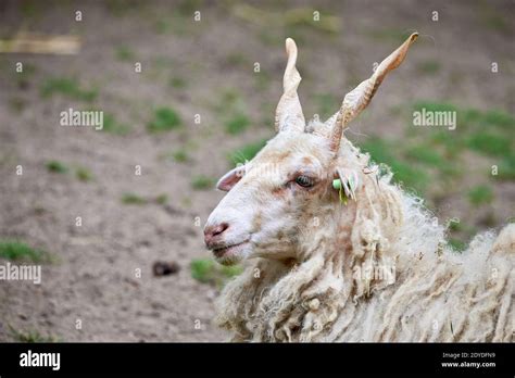 Hungarian Racka Sheep Head Close Up Breed Of Sheep Known For Its