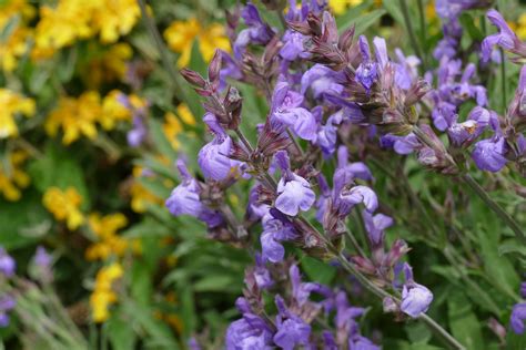 Salvia De Hojas De Espliego Salvia Officinalis Subsp Lavandulifolia