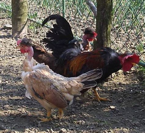 Breed Savers Naked Necks Chickens That Look Like Turkeys