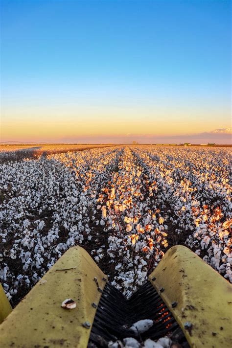 Cotton Field Wallpapers - Wallpaper Cave