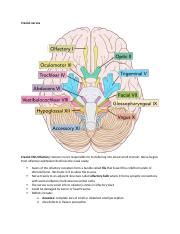 Cranial Nerves Docx Cranial Nerves Cranial Cn Olfactory Sensory