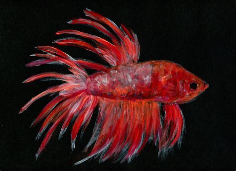 Betta Fish Red And Orange Acrylic Painting On Black Paper Etsy Fish