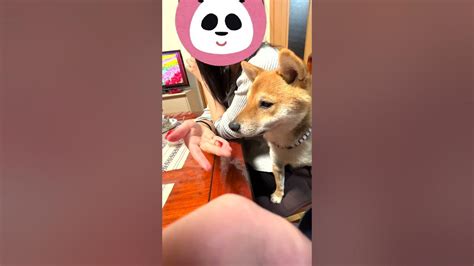 いちごが欲しい犬shorts Youtube