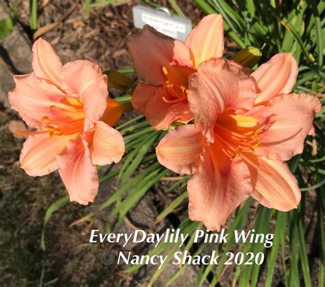 Daylily (Hemerocallis 'EDL Pink Wing') in the Daylilies Database ...