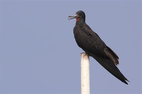 Lesser frigatebird (Fregata ariel)