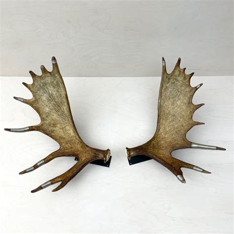 Moose Antler Wall Mounts Farmhaus Co