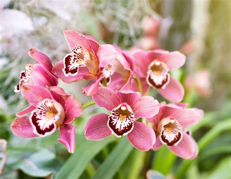 10 Easy-to-Grow Orchid Types for Your Indoor Garden