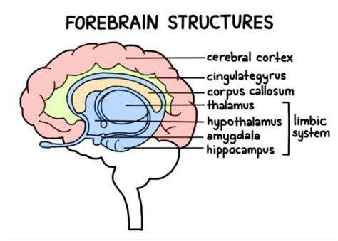 PSYCH 207 Ch 2 Flashcards Quizlet