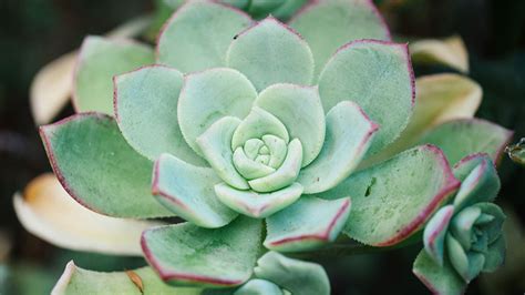 How To Care For Your Succulent Plant The Essentials Succulent Plant Tips