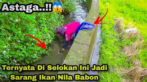 Astaga Ternyata Di Selokan Ini Jadi Sarang Ikan Nila Babon Gogoh