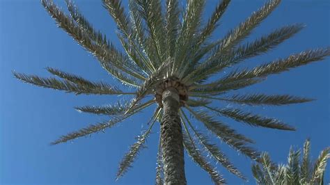 Auf Der Chiller Lounge Im Garten Das Brunette Girl Xhamster