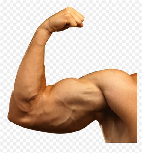 Muscle Arms Png - Big Arm Muscles, Transparent Png - vhv