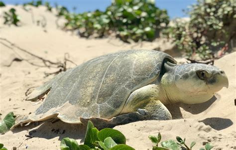 Tortuga lora Lepidochelys kempii Ficha Imágenes Info Tortuga