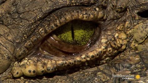 Astounding Facts About Crocodile Eyes | Smithsonian