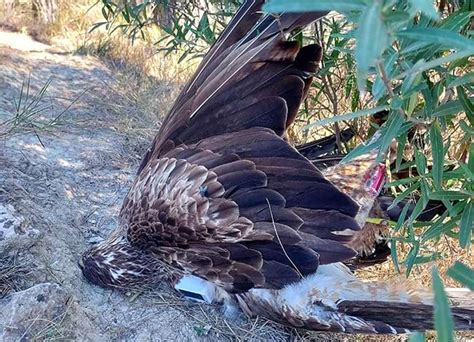 Lee Van Cleef on Twitter RT NiOblitNiPerdo3 Llegiu amb atenció