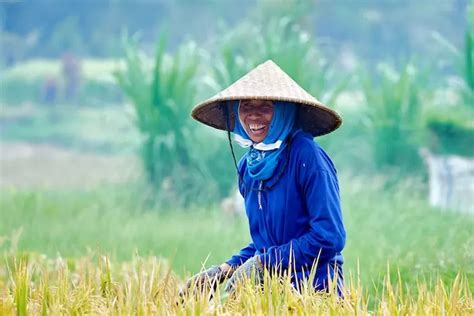 Meski Sigi Terkenal Sebagai Daerah Penghasil Padi Di Sulawesi Tengah