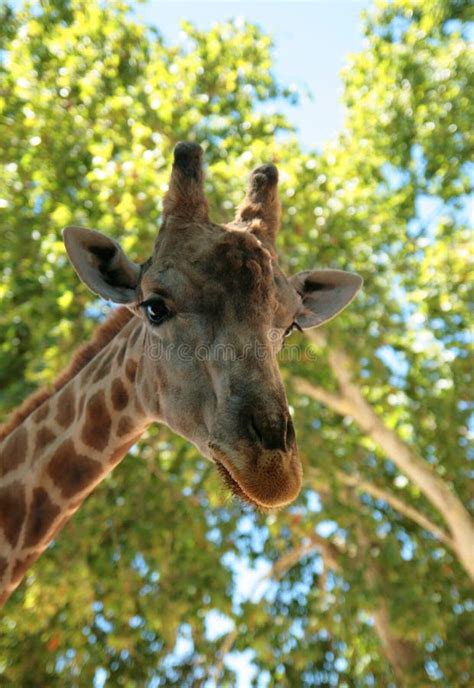 Close Up Portrait Of A Giraffe Against The Background Of Green Leaves