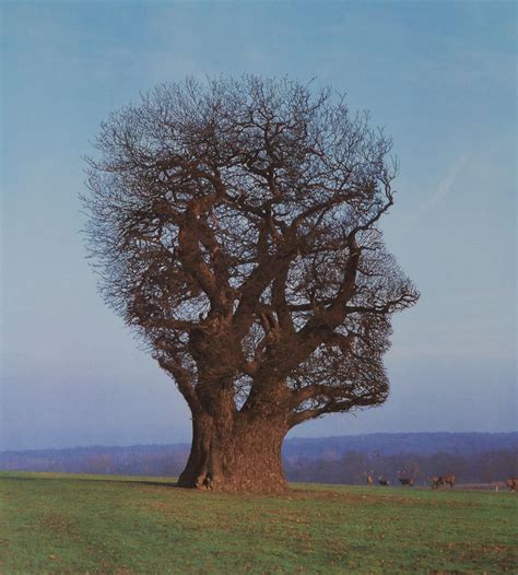 Storm Thorgerson Tree Of Half Life Cca Galleries Limited