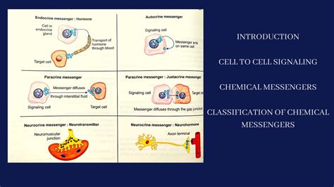 INTRODUCTION TO CELL TO CELL SIGNALING AND CHEMICAL MESSENGERS WITH