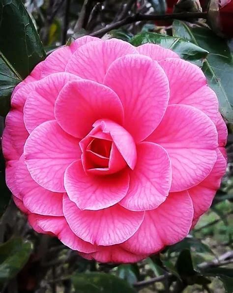 April Kiss Camellias For Sale Online The Tree Center