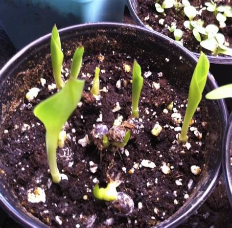 How To Grow Calla Lily Seeds With Pictures And Step By Step Directions