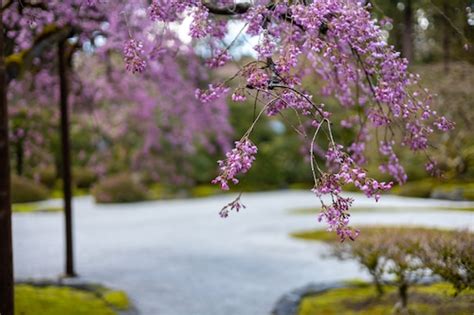 The Portland Japanese Garden Is One Of The Top 4 Nature Experiences In The West