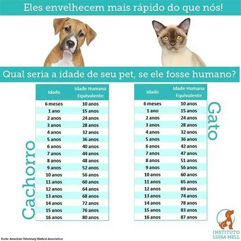 A Idade Ropa Para Perros Chihuahua Calzon Para Perro