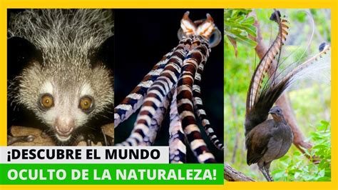 Vida Salvaje Secretos SORPRENDENTES del Mundo Animal Te dejarán sin