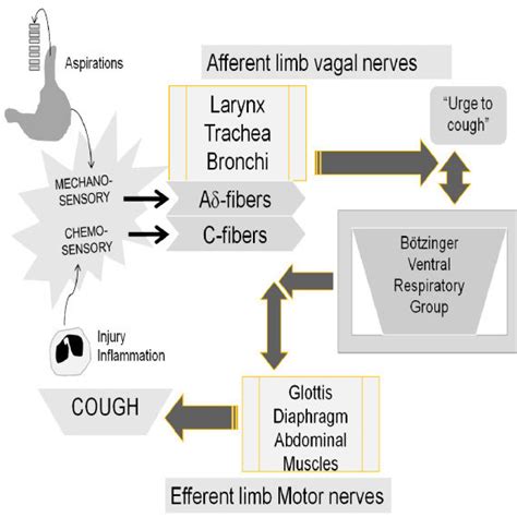 Types Of Cough Reflex The Pattern Of The Cough Reflex Depends On The