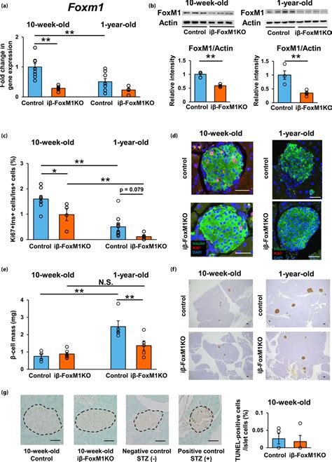 A Relative Expression Levels Of Foxm Gene In Islets Isolated From