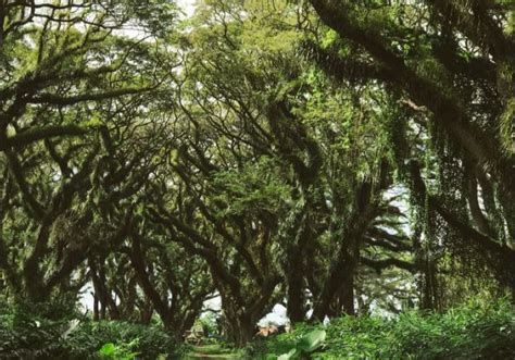 Keindahan Hutan De Djawatan Di Banyuwangi Tawarkan Keindahan Hutan