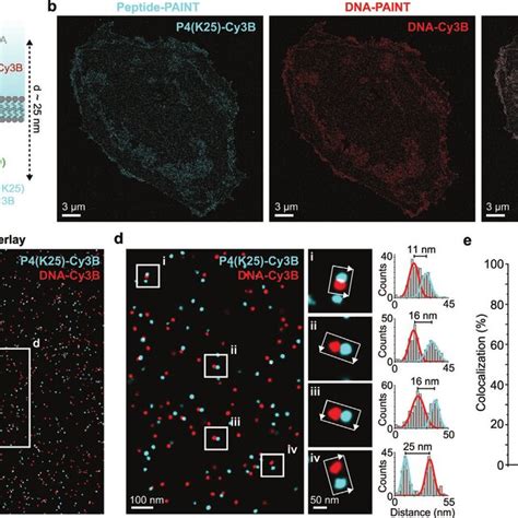 Plexed Imaging Of Her Receptors In Fixed Cho Cells A Schematic