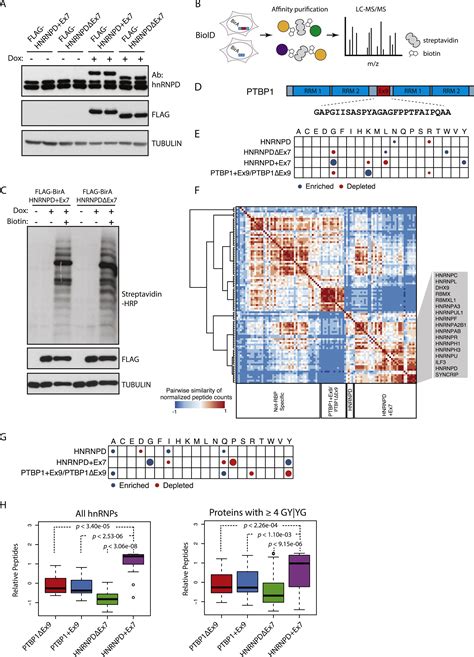 Regulatory Expansion In Mammals Of Multivalent Hnrnp Assemblies That