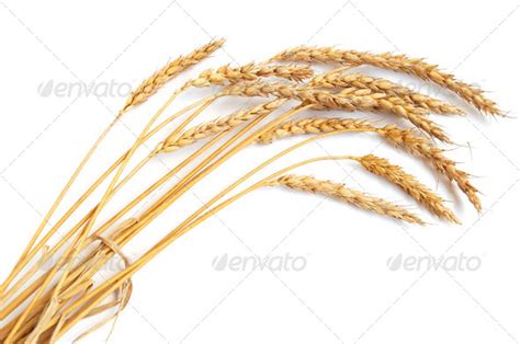 Wheat Ears Stock Photo By Ealisa Photodune