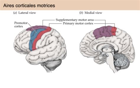 SVT chapitre 2 Le cerveau rôle dans la motricité plasticité et