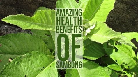 14 Amazing Health Benefits Of Sambong Blumea Balsamifera