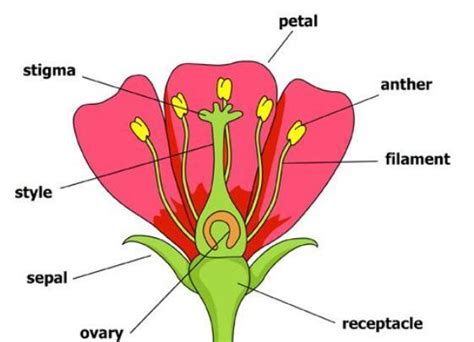 Sgs 7th Graders Flower Dissection Seneca Grade School