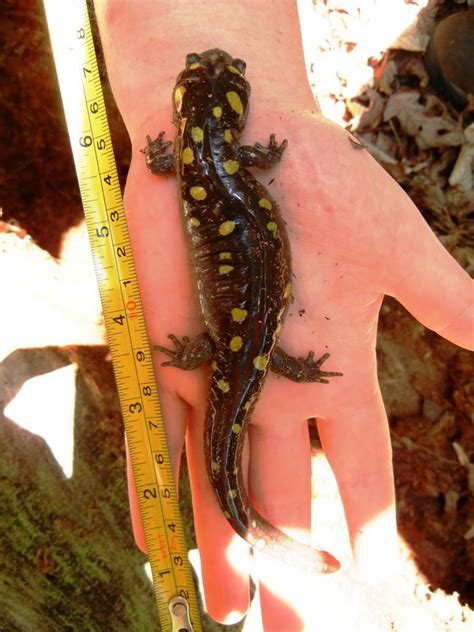 Spotted Salamander - Chattahoochee River National Recreation Area (U.S ...